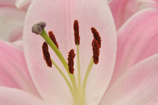 Pink Lily stock photo