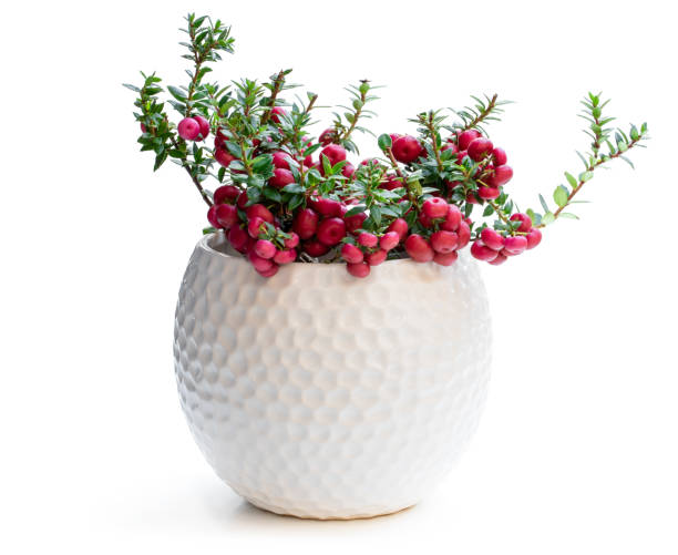 istock Gaultheria mucronata plant in pot isolated on white 1130784043