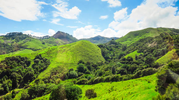 istock Exploring Coromandel Peninsula in New-Zealand 1130785773