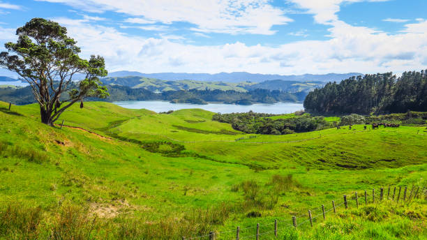 istock Exploring Coromandel Peninsula in New-Zealand 1130785781