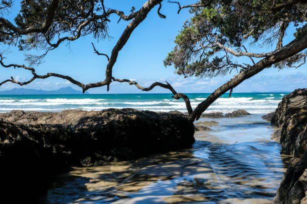 landscape scenery on waipu beach new zealand