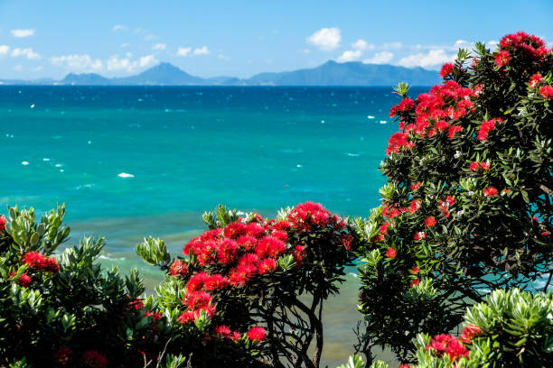 albero di natale della nuova zelanda - pohutukawa tree christmas new zealand beach foto e immagini stock