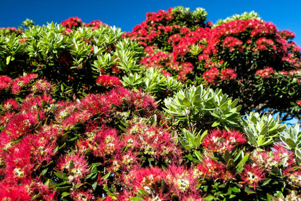 albero di natale della nuova zelanda - pohutukawa tree christmas new zealand beach foto e immagini stock