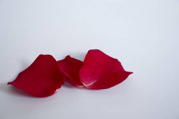 Long Stem Red Rose