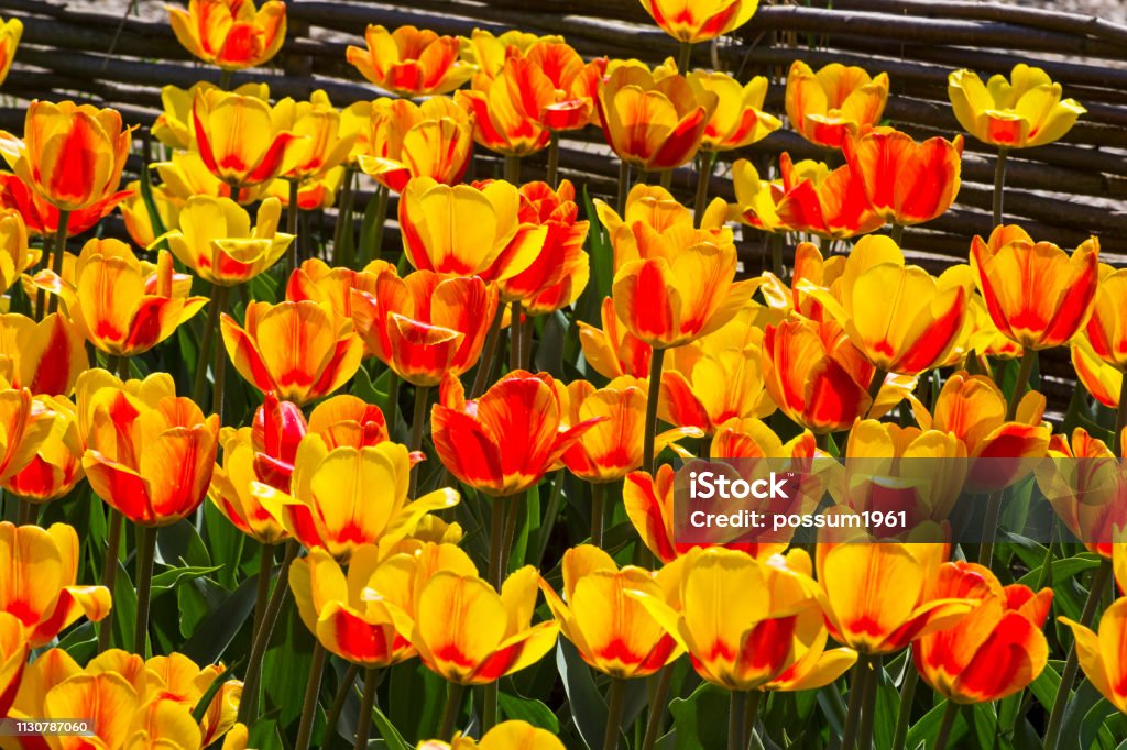 Tulips of the Andre Citroen  species. Tulips of the Andre Citroen  species on a flowerbed. Beauty Stock Photo