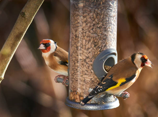 Goldfinches on feeder stock photo