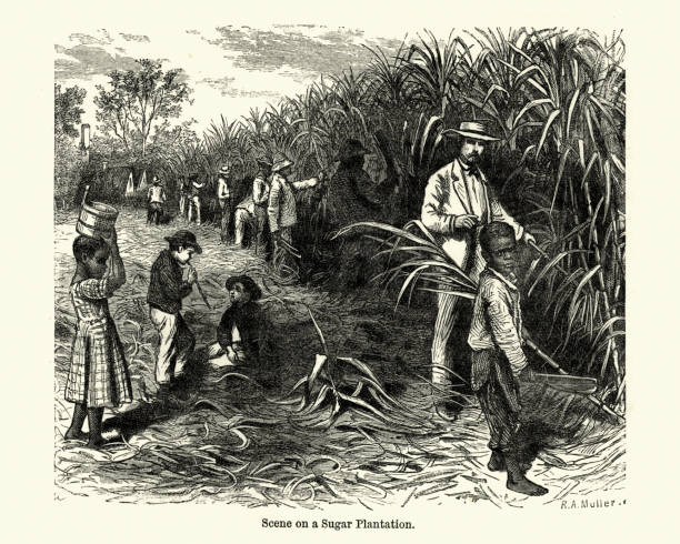 Vintage engraving of Workers cutting canes, Caribbean sugar plantation, 19th Century