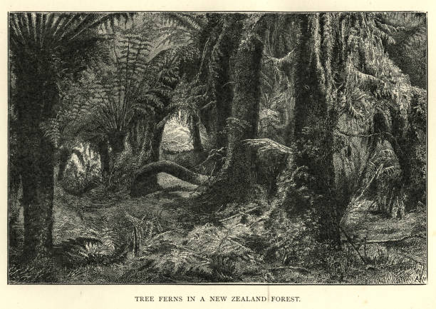Tree ferns in a New Zealand Forest, 19th Century Vintage engraving of Tree ferns in a New Zealand Forest, 19th Century tree fern stock illustrations