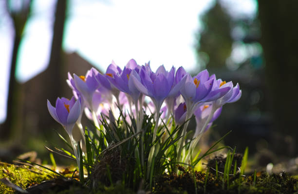 istock First spring flowers, blossom  of purple crocus 1130794198