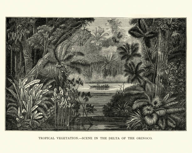 tropikalna scena, delta rzeki orinoko, xix wiek - orinoco river stock illustrations