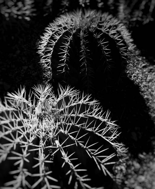 istock Monochrome Golden barrel cactus background 1130795380