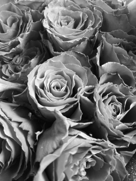 istock Closeup of roses 1130795490
