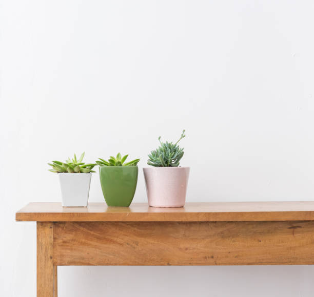 istock Three succulent plants in pots on wooden table 1130796697