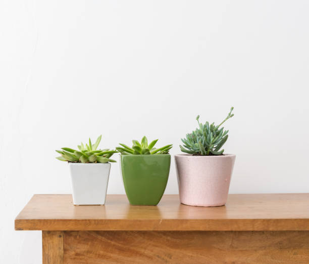 istock Three succulent plants in pots on wooden table 1130798707