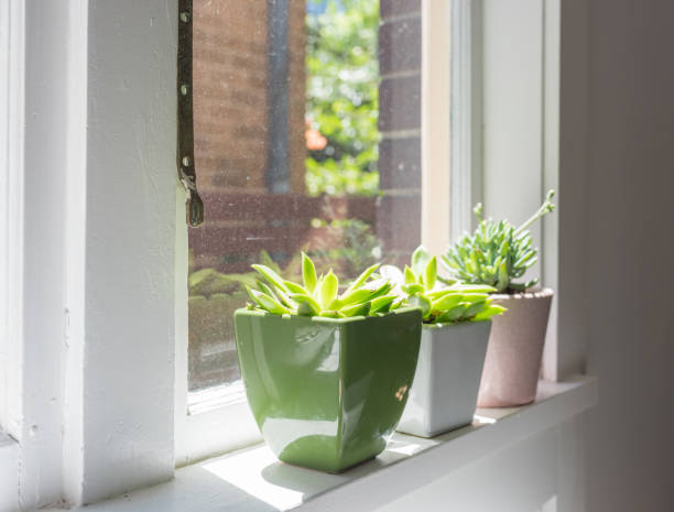 istock Three succulent plants in pots on window sill 1130799382