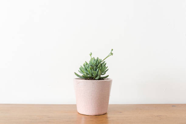 istock Succulent plant in pink pot on wooden table 1130800168