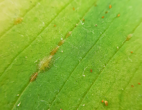 Coccidae pests on plant leaves macro close up.