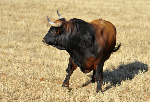 istock bull in the spanish field 1130800406