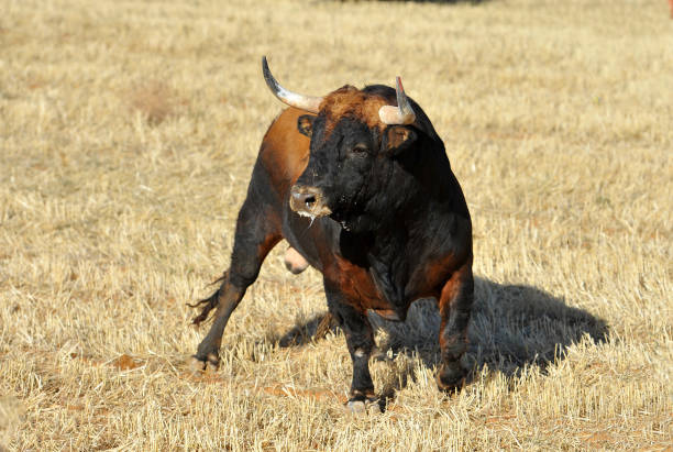 istock big bull in the field 1130800459