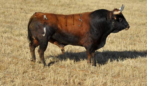 istock bull in the field 1130800469
