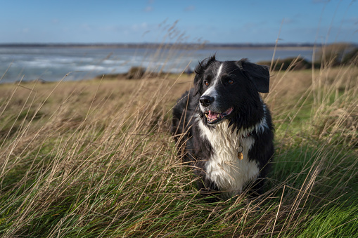 Happy Border collie dog lying in the grass on a sunny day with selective focus and blue sky and a happy face