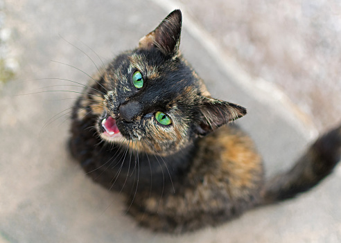 Portrait of a stray cat with green eyes.