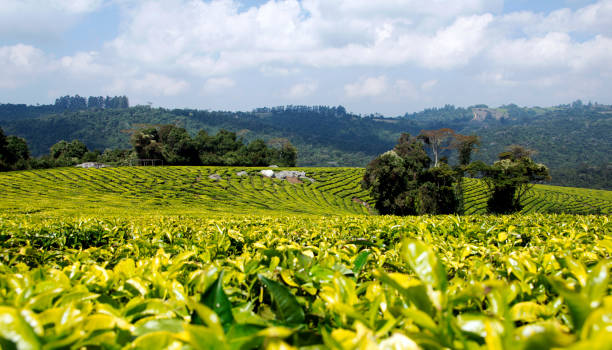 istock Tanzanian tea plantation 1130802220