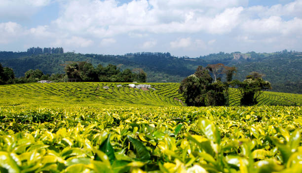 Plantação de chá de Tanzanian - foto de acervo