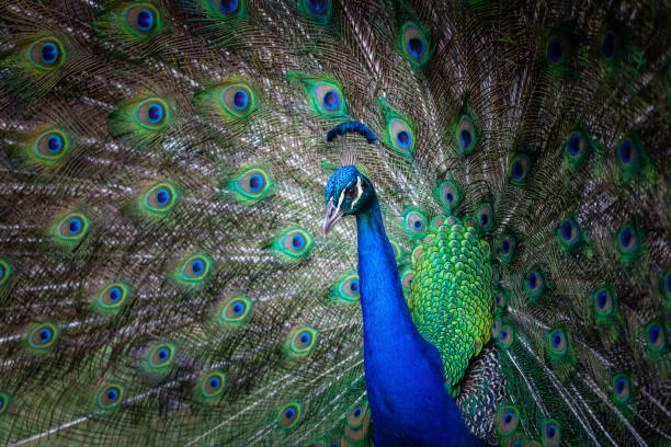 istock Peacock portrait with fanned tail 1130803893