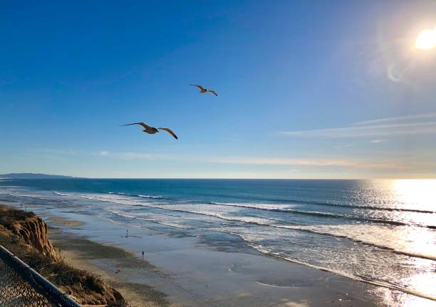 갈매기의 해안 - california encinitas beauty in nature blue 뉴스 사진 이미지