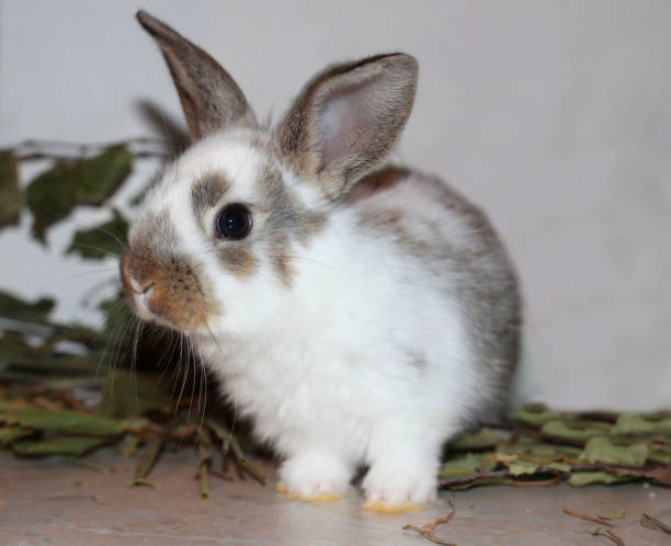 Rabbits Dwarf Rabbit Aries - Free photo on Pixabay