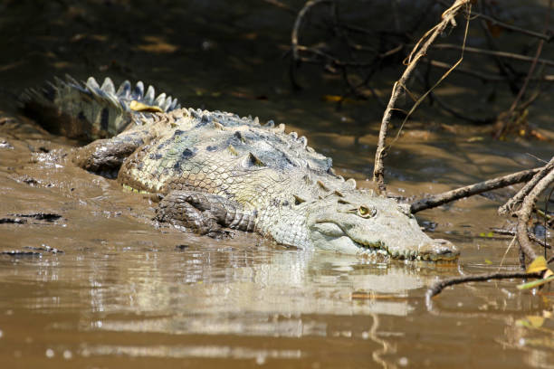 Saltwater Crocodile Resting on River Mud, in a mangrove forest. Costa Rica