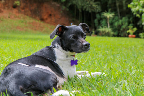 istock Black Dog (Brazilian Terrier) relaxing on the green grass 1130809136