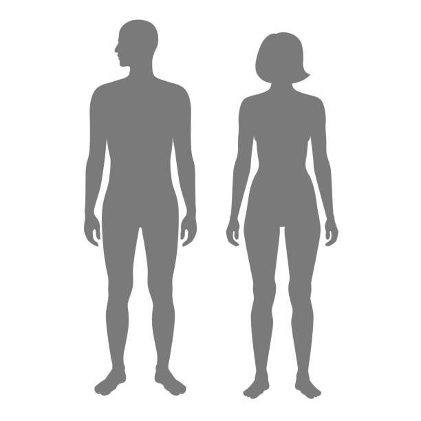 женщина и мужчина силуэт - shirtless human leg male isolated stock illustrations
