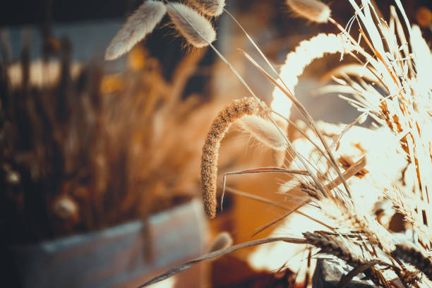 istock close up of ripe wheat, for background 1130810398