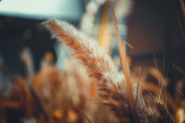 istock close up of ripe wheat, for background 1130810406