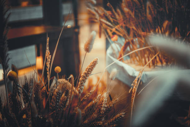 istock close up of ripe wheat, for background 1130810415