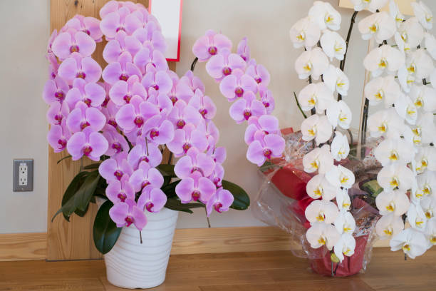 yellow orchid flower