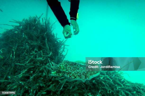 Island Of Sipadan Stock Photo - Download Image Now - Fish, Sea, Animals In The Wild