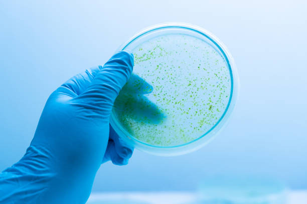 istock Colony of blue green algae in culture medium plate, Microbiology. 1130812093