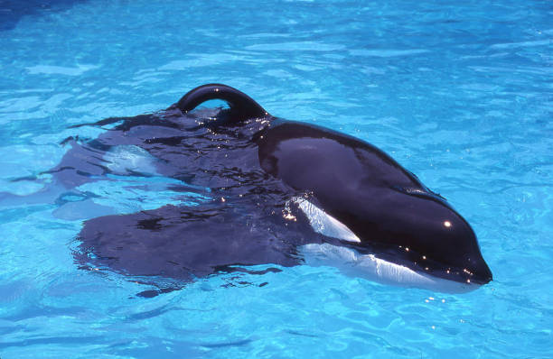 Keiko This is Keiko, the Free Willy killer whale in his Mexico tank before being moved to Oregon. captive animals stock pictures, royalty-free photos & images