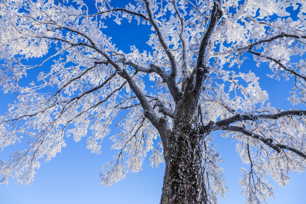 Árvore congelada - foto de acervo