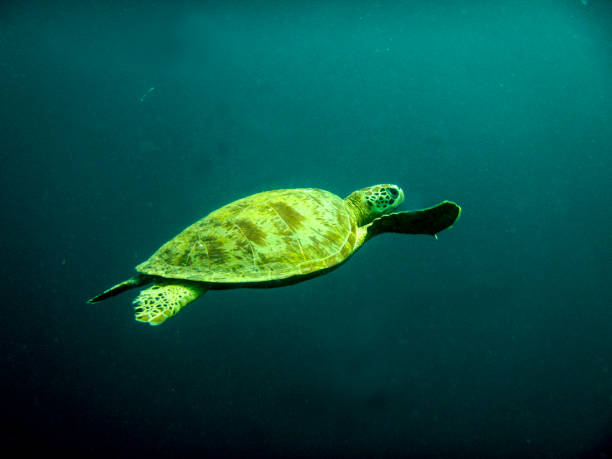 istock Island of Sipadan 1130814378