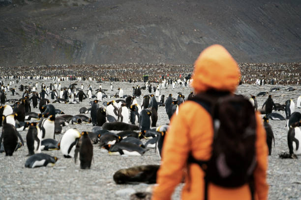 istock Women shoot penguins in South Georgia 1130814978