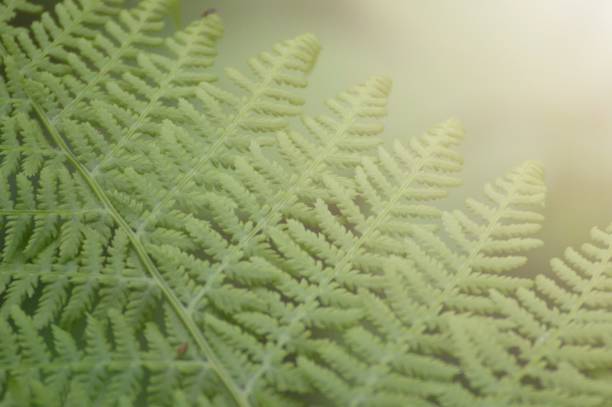 Away Fern and sunlight årstid stock pictures, royalty-free photos & images