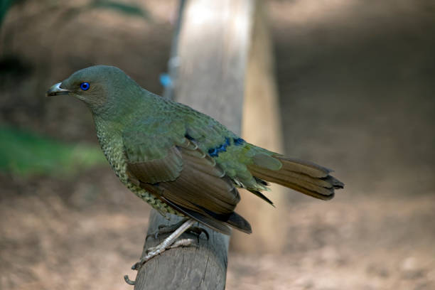 istock Female Satin Bowerbird 1130816098