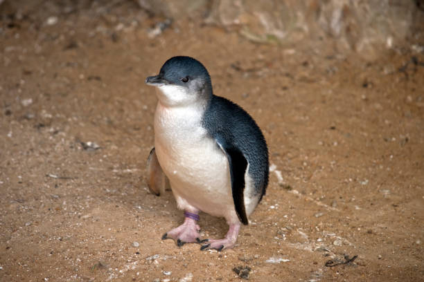 фея пингвинов или маленький пингвин - fairy penguin стоковые фото и изображения