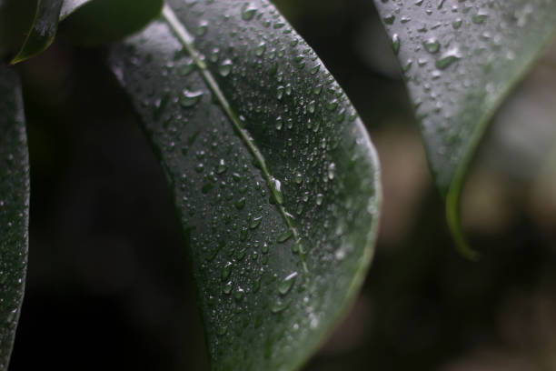 Wet leaves Leaves crescimento stock pictures, royalty-free photos & images