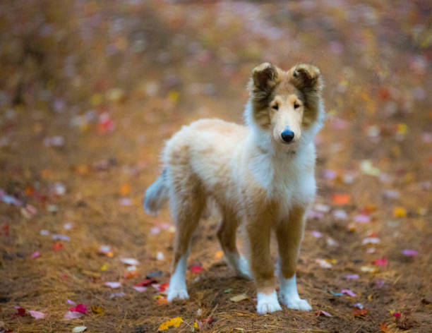 istock puppy in the rain, 1130817586