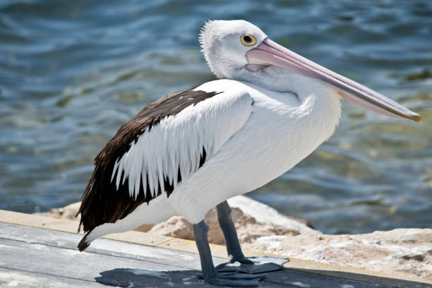 istock an Australian pelican 1130818299